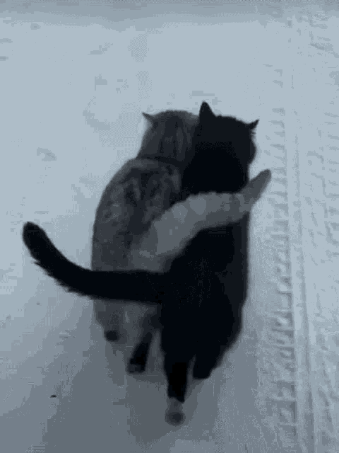 Buddies Cat GIF - Buddies Cat Love GIFs