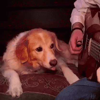 Dog Guitar GIF - Dog Guitar Yawn GIFs