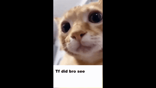 a close up of a cat 's face with the caption tf did bro see .