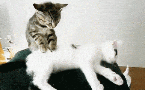 two cats are playing with each other on a person 's lap .