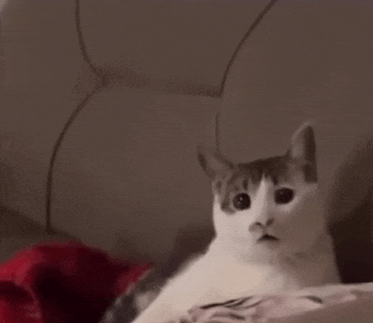 a white and gray cat is sitting on a bed and looking at the camera .