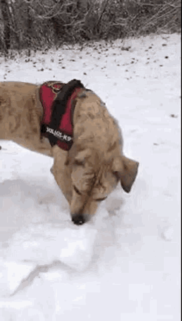 a dog wearing a red harness is sniffing snow .