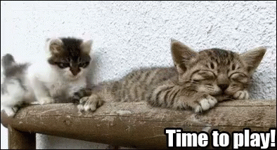 Time To Play! GIF - Time To Play Cat Fall GIFs