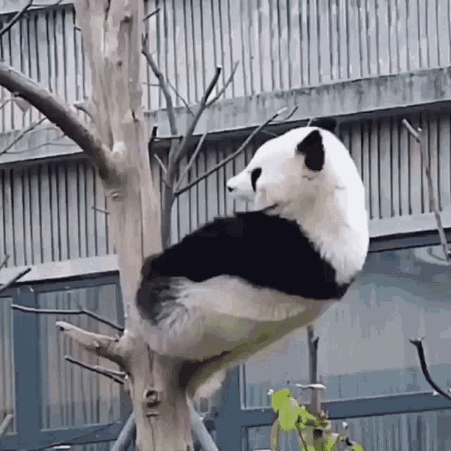 a panda bear is sitting on a tree branch
