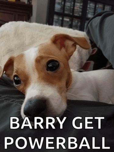 a brown and white dog laying on a bed with the words barry get powerball written below it
