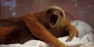 Sloth Tired GIF