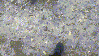 a person 's feet are shown walking on a dirt road