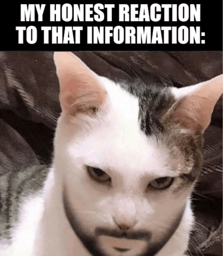 My Honest Reaction Cat GIF - My Honest Reaction Cat Meme GIFs