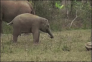 Jedielephant Lightsaber GIF - Jedielephant Elephant Lightsaber GIFs