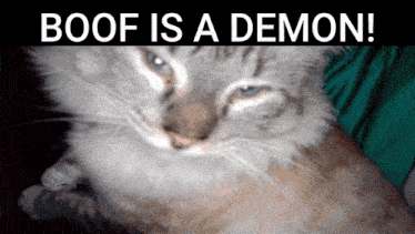 a cat with the words boof is a demon written above it