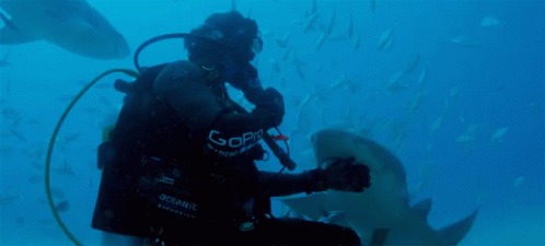 Face To Face With Shark Sharks GIF - Face To Face With Shark Sharks Shark GIFs