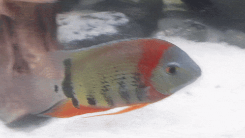 a fish with a red tail is swimming in a tank of water