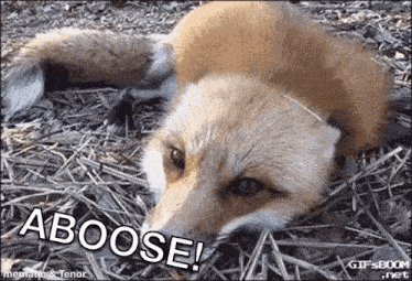 Fox Aboose GIF - Fox Aboose GIFs