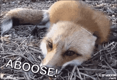 a fox is laying on its back with the words aboose written on it