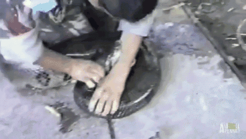 Anaconda Engulfs Man'S Hand GIF - Snake Anaconda Attacks GIFs