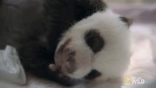 Sleeping Pampered Pandas GIF - Sleeping Pampered Pandas Tired GIFs