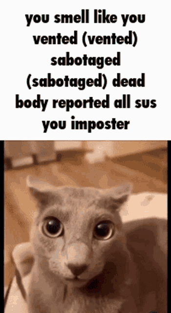 a cat with a caption that says ' you smell like you vented ' on it