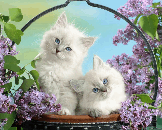 two white kittens with blue eyes are sitting in a basket with purple flowers