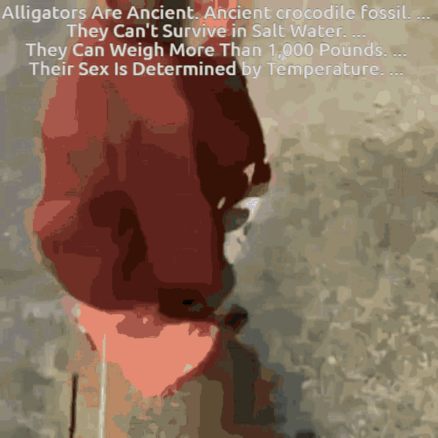 a picture of an alligator with a caption that says alligators are ancient