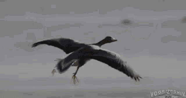 Goose Greylag GIF
