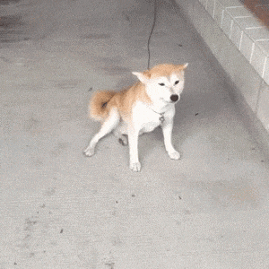 a brown and white dog is laying on a concrete floor