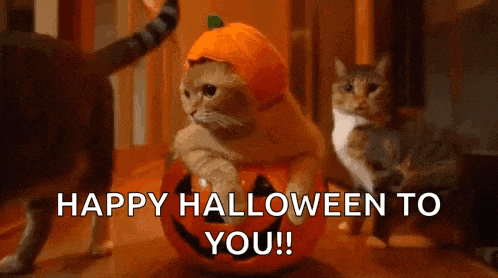 a cat wearing a pumpkin hat is sitting on a pumpkin .