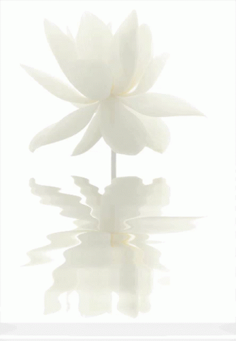 Lotus White GIF - Lotus White Whitelotus GIFs
