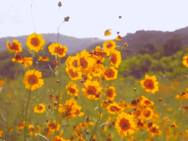Welcome Nature GIF - Welcome Nature Flowers GIFs