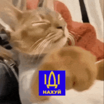 a cat is laying on a person 's lap with a blue sticker that says haxyu