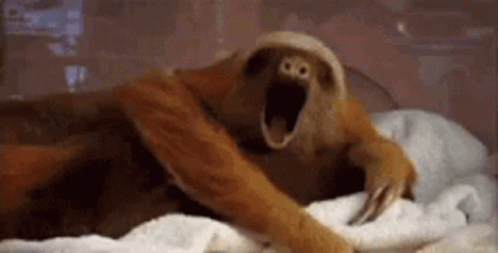 Sleepy Sloth GIF - Sleepy Sloth Yawning GIFs