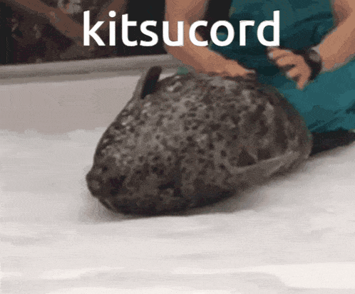 a person is petting a seal that says kitsucord on it