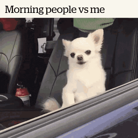 Me Vs Morning People Dog GIF - Me Vs Morning People Dog Sleepy GIFs