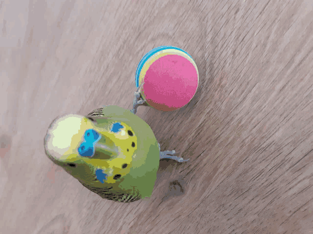 a green bird with a blue beak is standing next to a colorful ball on a wooden surface