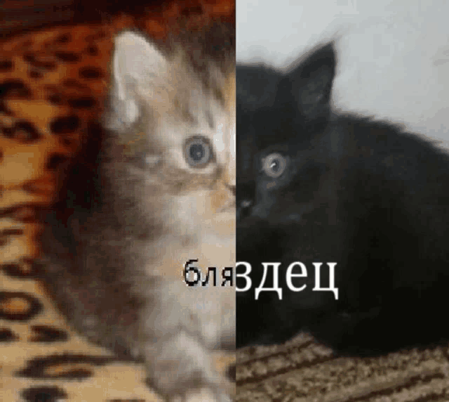 a picture of a kitten next to a picture of a black kitten with russian writing
