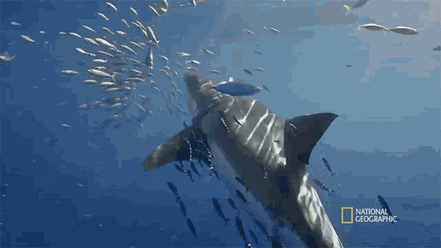 a shark is swimming in the ocean with a national geographic logo