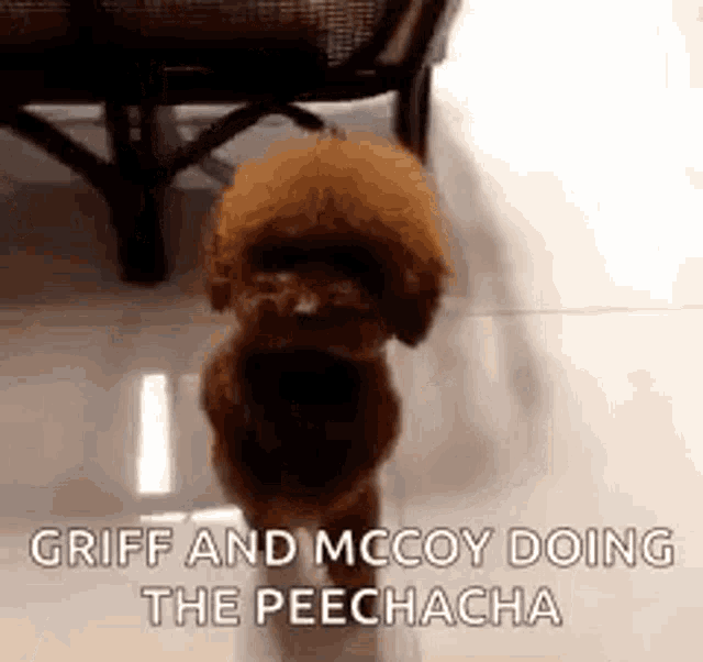 Pee Griff And Mccoy GIF - Pee Griff And Mccoy Doing The Peechacha GIFs