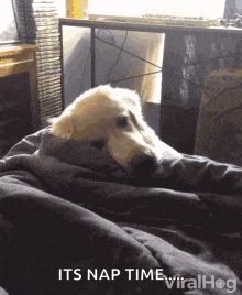 a dog is wrapped in a blanket and says it 's nap time viralhog