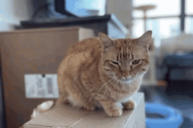 Cats Funny GIF - Cats Funny Cat GIFs