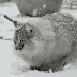 a fluffy cat is sitting in the snow looking at the camera .