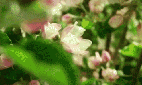 Flowers Life GIF - Flowers Life Growth GIFs