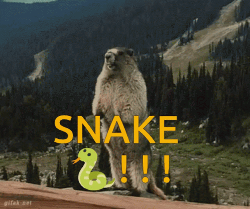 Snake Snake Scream GIF - Snake Snake Scream Snake Marmot GIFs
