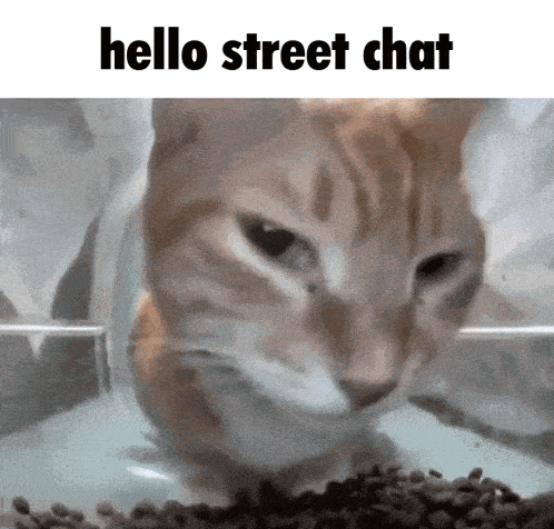 a cat is eating food from a bowl and says hello street chat