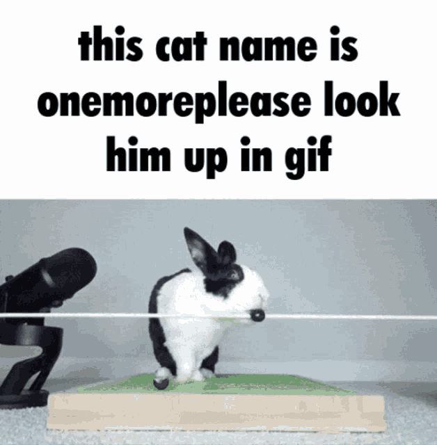 a black and white rabbit is standing in front of a microphone with the caption this cat name is onemoreplease look him up