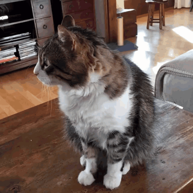 Miminu Cat GIF
