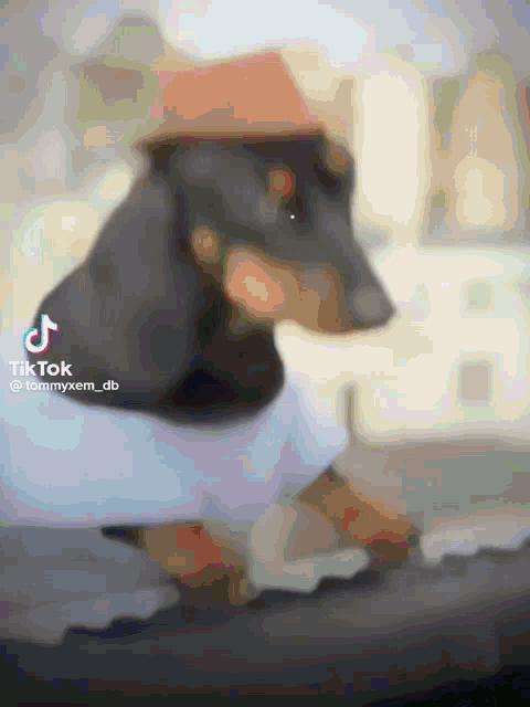 a dachshund wearing a hat and a shirt is sitting on a table