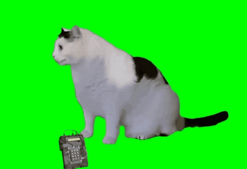 a black and white cat is sitting next to a bomb on a green screen .