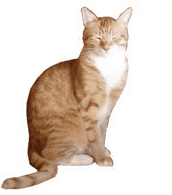an orange and white cat sitting with its eyes closed on a white background