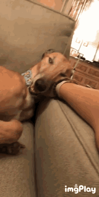 a dog laying on a couch next to a person 's arm with imgplay written in the corner