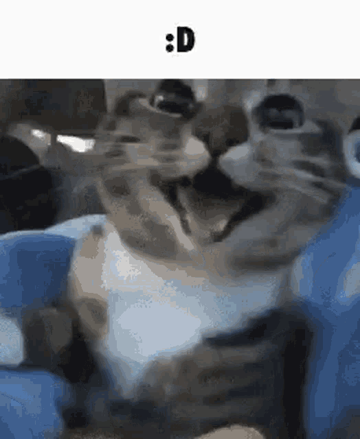 Prosper Cat Besvo GIF - Prosper Cat Besvo Pwosper GIFs