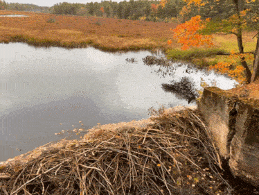 a large pile of logs sits next to a river